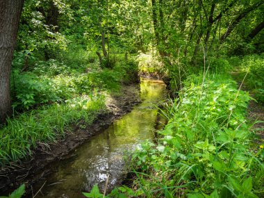 Yaz ormanlık manzara-güneşli bir günde ağaçlar arasında orman akışı