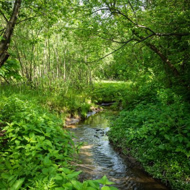 Yaz ormanlık manzara-güneşli bir günde ağaçlar arasında orman akışı