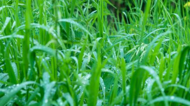 Doğal çayır arka plan, desen-erken sabah çim yaprakları üzerinde Çiy damlaları