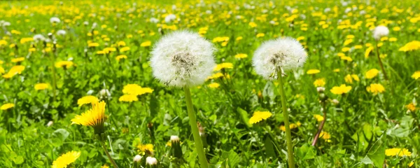 Panoramatické Letní Pozadí Pole Kvetoucích Dandelii Načechraných Dandelii Popředí — Stock fotografie