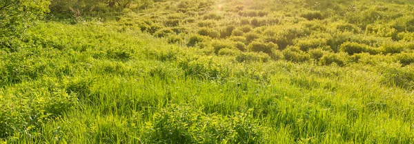 Panoramiczne Lato Naturalne Trawnik Świeżej Trawy Wzgórzach Zachodzie Słońca — Zdjęcie stockowe