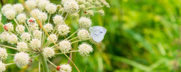 Bellissimo Sfondo Naturale Panoramico Estivo Striscione Con Coccinella Farfalla Fiore — Foto Stock