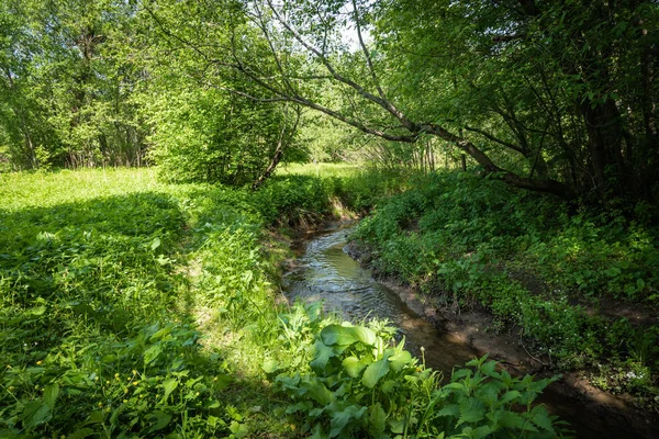 Paysage Forestier Estival Ruisseau Forestier Parmi Les Arbres Par Une — Photo