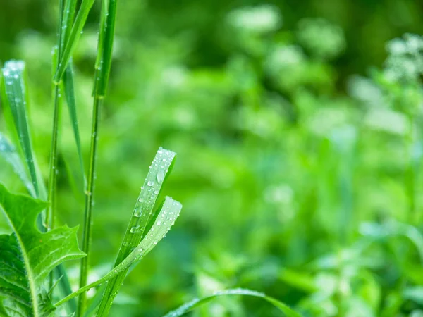 Natural Meadow Background Pattern Drops Dew Leaves Grass Early Morning — Stock Photo, Image