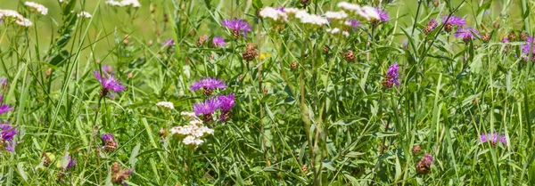 Fondo Panorámico Idílico Del Prado Verano Otoño Primavera Diferentes Flores —  Fotos de Stock