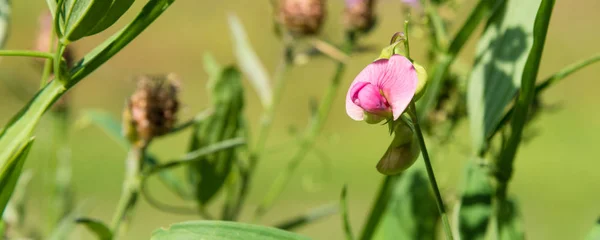 Flor Prado Rosa Antirrrhinum Perto Fundo Verde Borrado — Fotografia de Stock