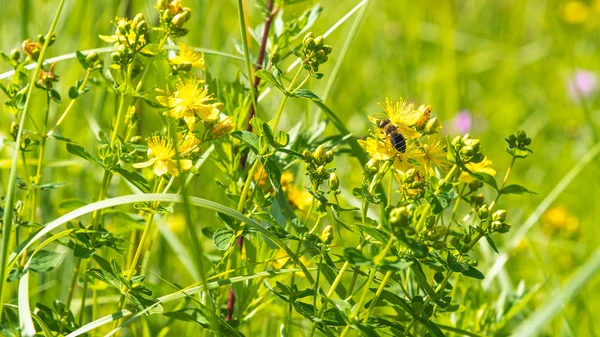 Idylliczne Lato Jesienne Tło Wiejskie Pszczoła Miodna Zbiera Nektar Dzikie — Zdjęcie stockowe