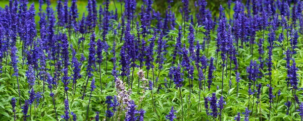 Fundo Floral Panorâmico Belas Flores Tremoço Azuis Campo — Fotografia de Stock