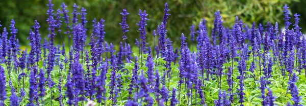 Fundo Floral Panorâmico Belas Flores Tremoço Azuis Campo — Fotografia de Stock