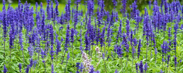 Fondo Floral Panorámico Hermosas Flores Altramuz Azul Campo —  Fotos de Stock