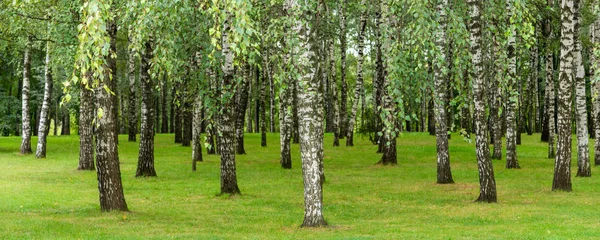 Panoramic Natural Background Birch Trunks Green Yellow Grass — Stock fotografie