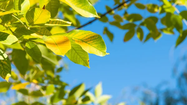 Fundo Natural Belo Outono Brilhante Banner Capa Amarelo Folhas Douradas — Fotografia de Stock