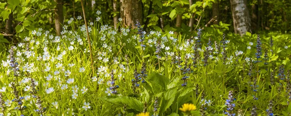 Panoramatické Lesní Květy Louce Blízko — Stock fotografie