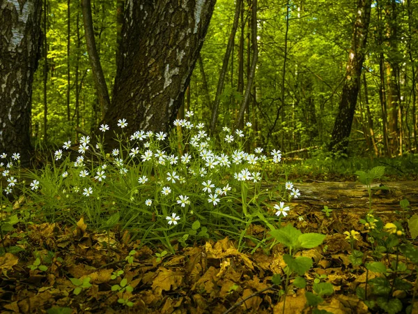 Bela Paisagem Florestal Com Flores Brancas Antiga Folhagem Seca Primeiro — Fotografia de Stock