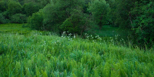 Abendlandschaft Eine Wiese Vor Dem Wald — Stockfoto