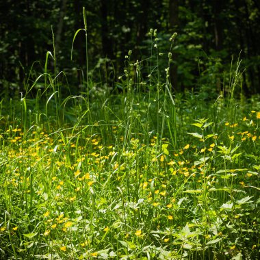 Yaz ormanlarında küçük orman çiçekleri ile açıklık - orman manzarası