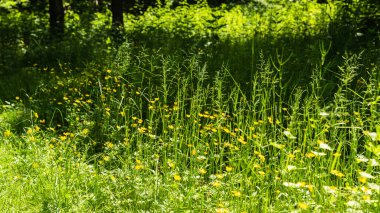 Yaz ormanlarında küçük orman çiçekleri ile açıklık - orman manzarası
