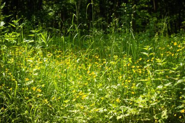 Yaz ormanlarında küçük orman çiçekleri ile açıklık - orman manzarası