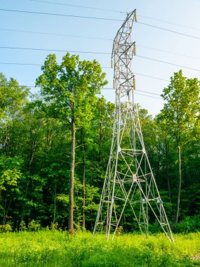 Yüksek voltajlı elektrik hatlarından oluşan metal kuleler ve sabahın erken saatlerinde genç bir meşe ağacı.