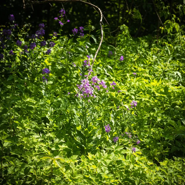 Polana Małymi Kwiatami Leśnymi Letnim Lesie Krajobraz Leśny — Zdjęcie stockowe