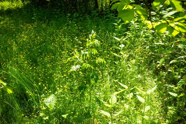 Glade Com Pequenas Flores Florestais Uma Floresta Verão Paisagem Florestal — Fotografia de Stock