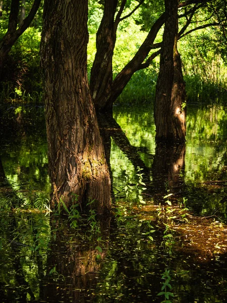 Güneş ışınlarıyla aydınlatılan ağaç gövdeleri deniz gelgitinden gelen suda duruyor. Ormanın güzel bir manzarası.