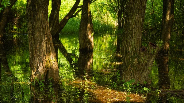 Tree Trunks Lit Rays Sun Standing Water Sea Tide Beautiful — Stock Photo, Image