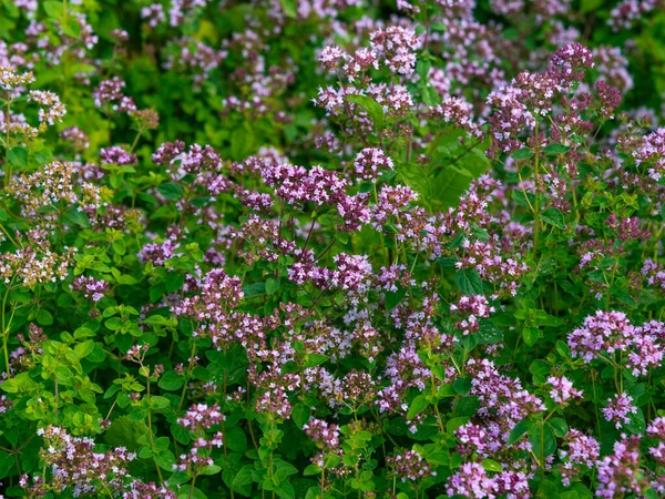 Pole Kwitnącego Tymianku Piękne Naturalne Tło Naturalne Przyprawy — Zdjęcie stockowe