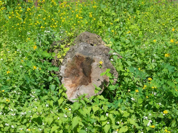 Zaagde Boom Stam Een Zomer Woud Glade — Stockfoto