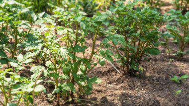 Kırsal bir yatakta genç patatesler.