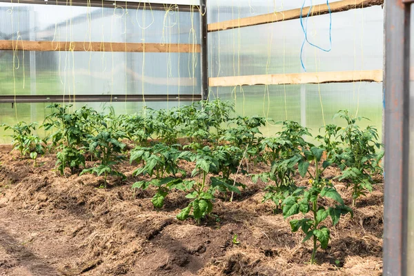 Выращивание Овощей Теплице Кровать Помидорами Начале Лета — стоковое фото