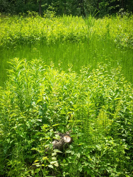 Summer landscape - marsh plants on the edge of the forest