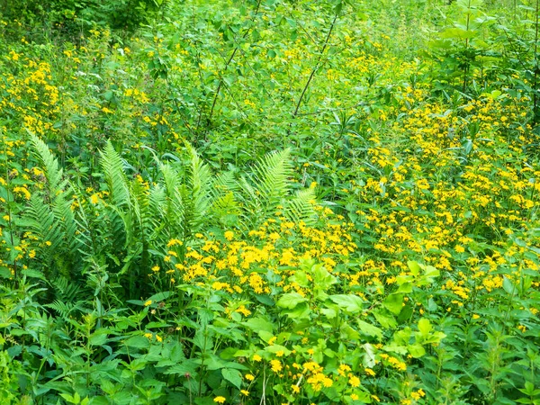 Letní Lesní Krajina Lesní Mýtina Květinami Rostlinami — Stock fotografie