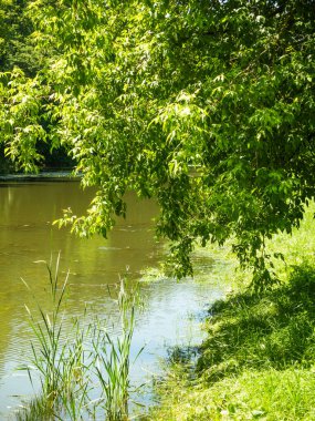 Doğal yaz manzarası - Ağaç dalları göl suyuna eğilmiştir