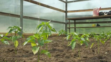 Köydeki bir serada biberli yatak.