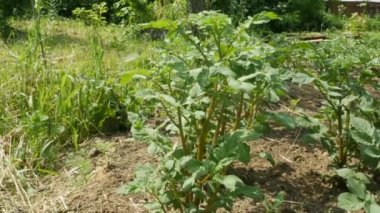 Kırsal kesimde güneşli bir günde patates yetiştirirken