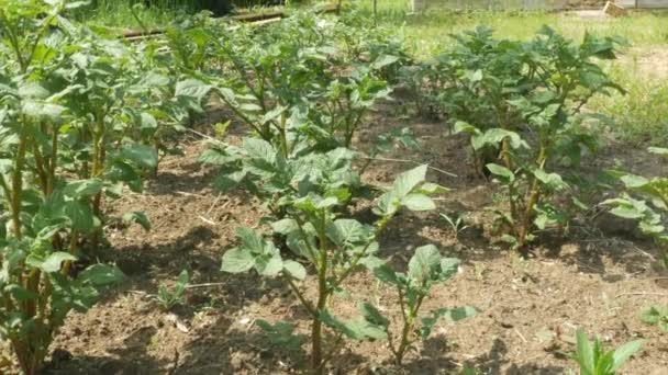 Cama Com Batatas Crescentes Dia Ensolarado Campo — Vídeo de Stock