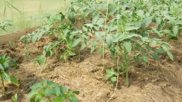 Zöldség Termesztése Egy Üvegházban Paradicsomos Ágy Egy Vidéki Üvegházban — Stock videók