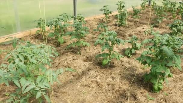 Cultivar Verduras Uma Estufa Uma Cama Com Tomates Uma Estufa — Vídeo de Stock