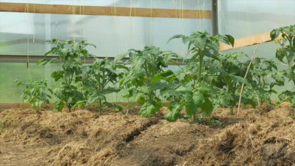 Groenten Verbouwen Een Kas Een Bed Met Tomaten Een Landelijke — Stockvideo