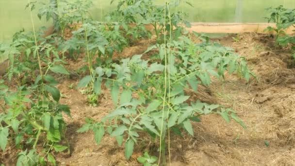 Cultivar Verduras Uma Estufa Uma Cama Com Tomates Uma Estufa — Vídeo de Stock