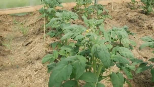 온실에서 채소를 재배하는 온실에 토마토가 — 비디오