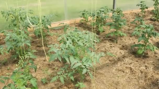 Growing Vegetables Greenhouse Bed Tomatoes Rural Greenhouse — Stock Video