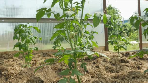 Cultivar Verduras Uma Estufa Uma Cama Com Tomates Uma Estufa — Vídeo de Stock