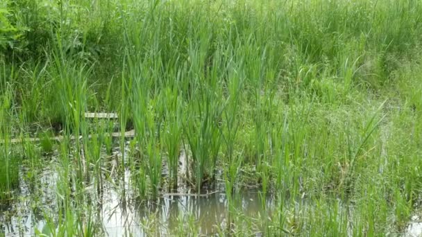Marécage couvert d'herbe verte fraîche un jour d'été