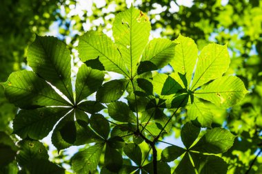 Güneş tarafından aydınlatılmış kestane yaprakları, alt manzara - çiçekli yaz arkaplanı