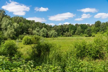 Yaz manzarası - Büyük çayır ormanla çevrili güneşli bir günde, gökyüzü küçük beyaz bulutlarla kaplı