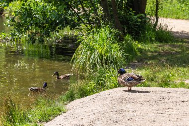 Drake, ördeklerin yüzdüğü bir göletin kıyısında.
