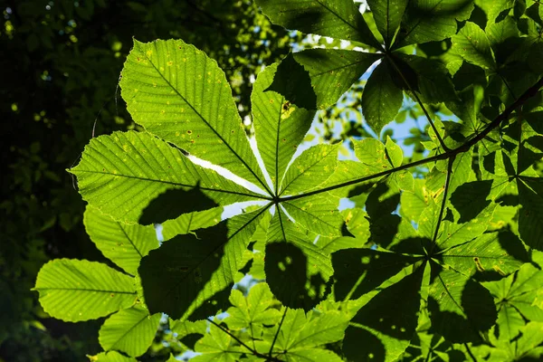 Folhas Castanha Iluminadas Pelo Sol Vista Inferior Fundo Verão Floral — Fotografia de Stock