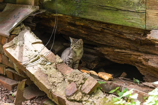 一只无家可归的小猫在一座破烂不堪的房子附近 特写镜头 — 图库照片